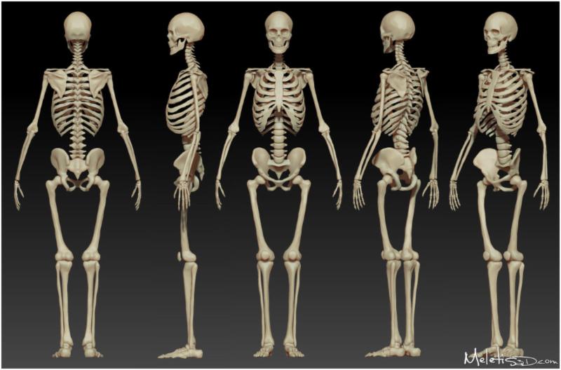5 Sides of Skeleton Figure